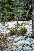 Parco Nazionale di Nuuksio, le colline rocciose sono ricoperte da licheni e radi esemplari di pino silvestre.